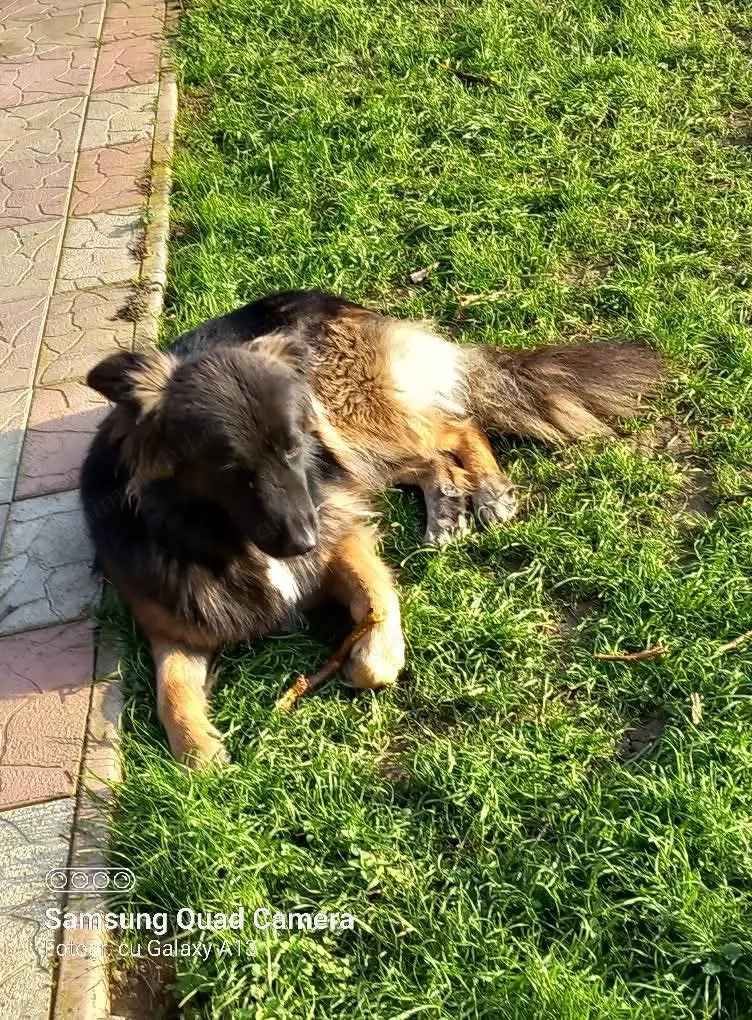 Donez câinii femelă și mascul