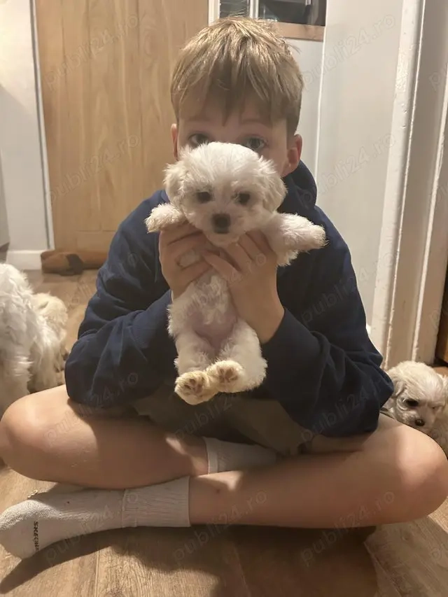 Pui maltezi disponibili