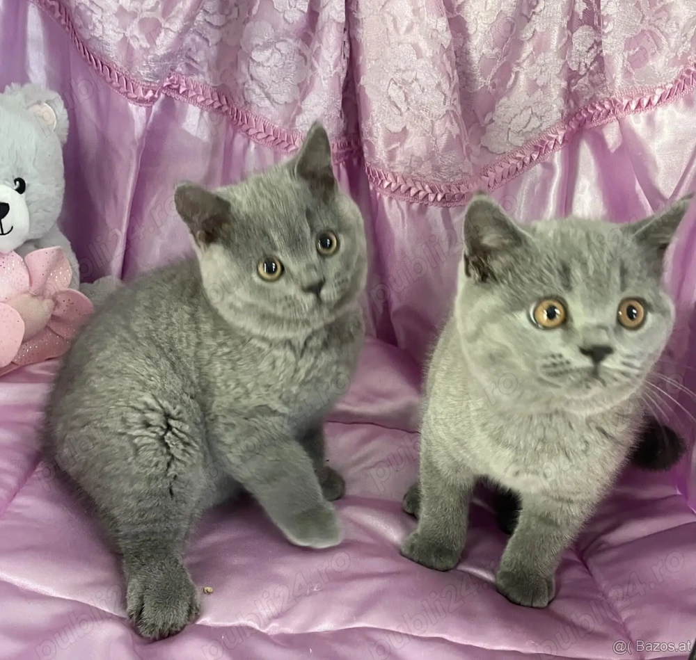 Pisicuțe British Shorthair disponibile