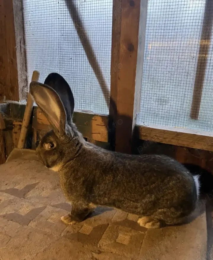 Vând iepuri urias gri 