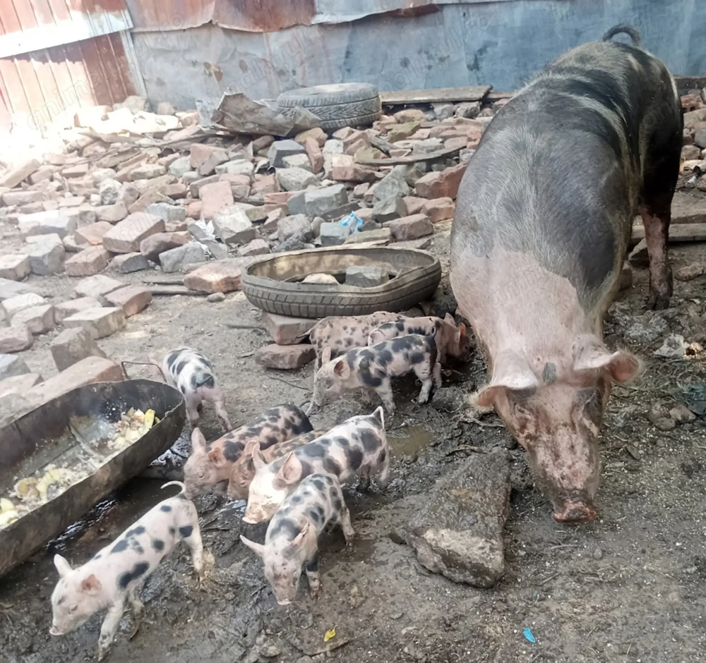 Pietrain belgian 6 săptămâni