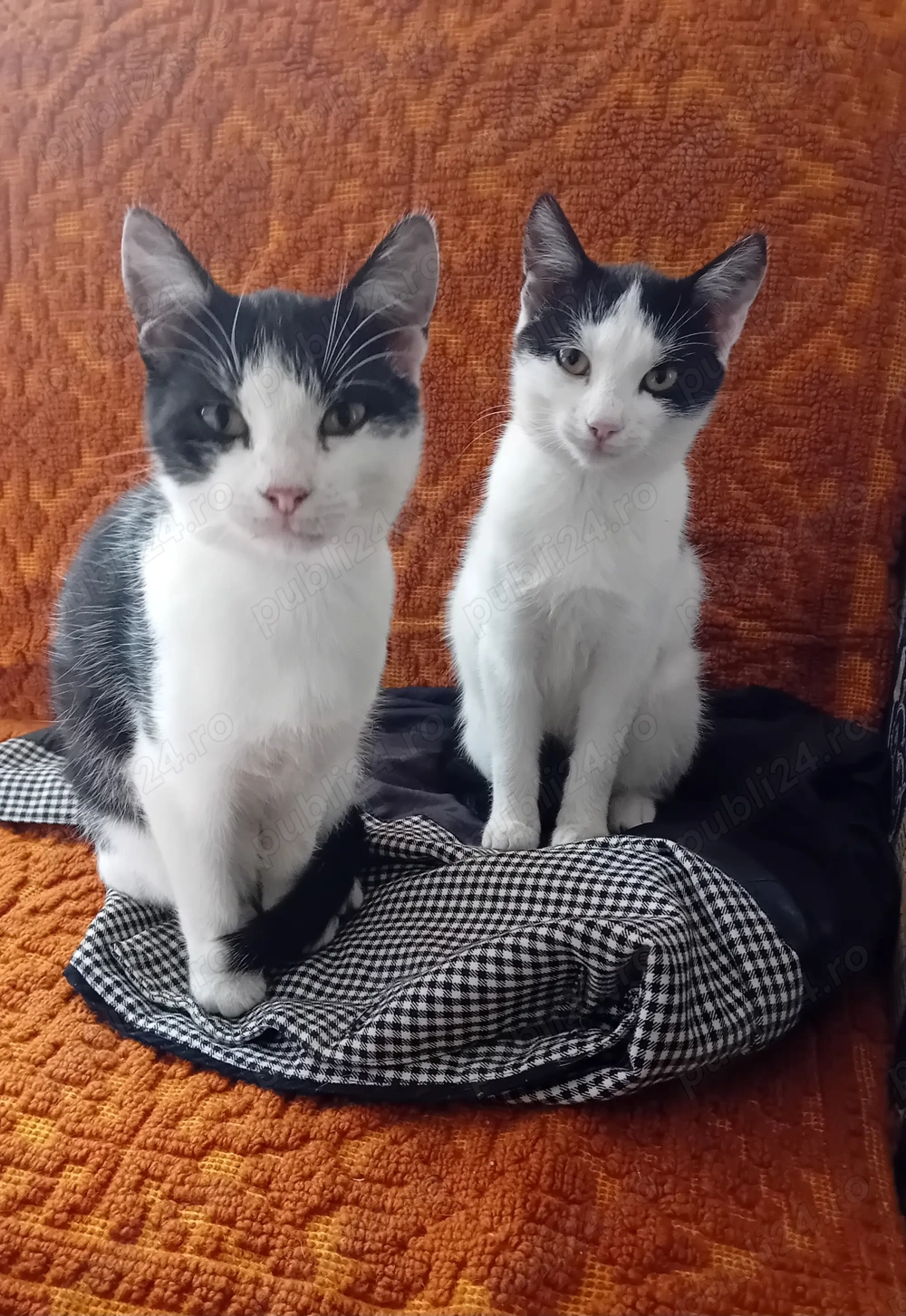 Donez pisici Donez pisici