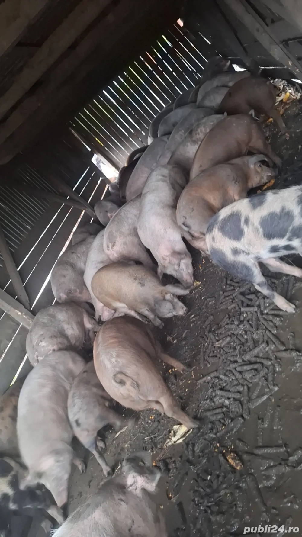 vand porci pentru sacrificat 