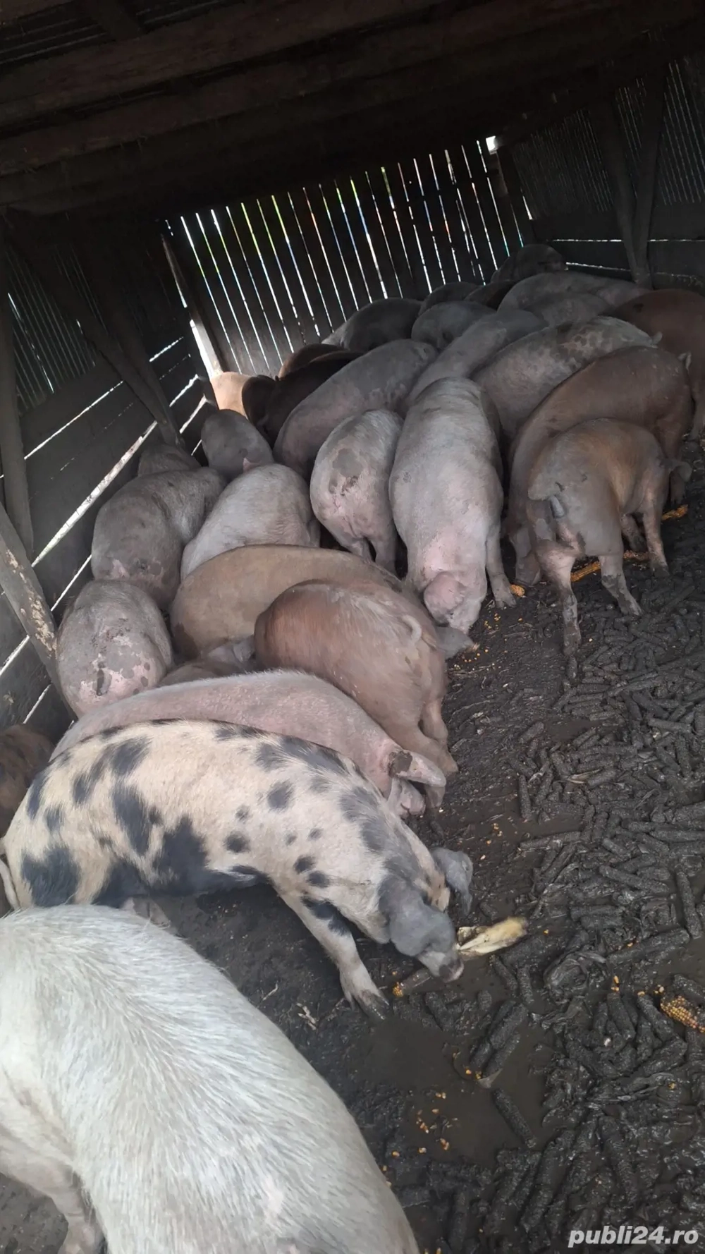 Vand porci pentru sacrificat 