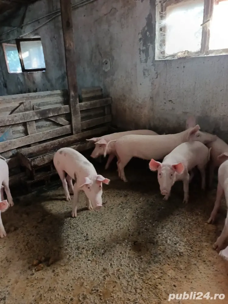 vând porci vând porci