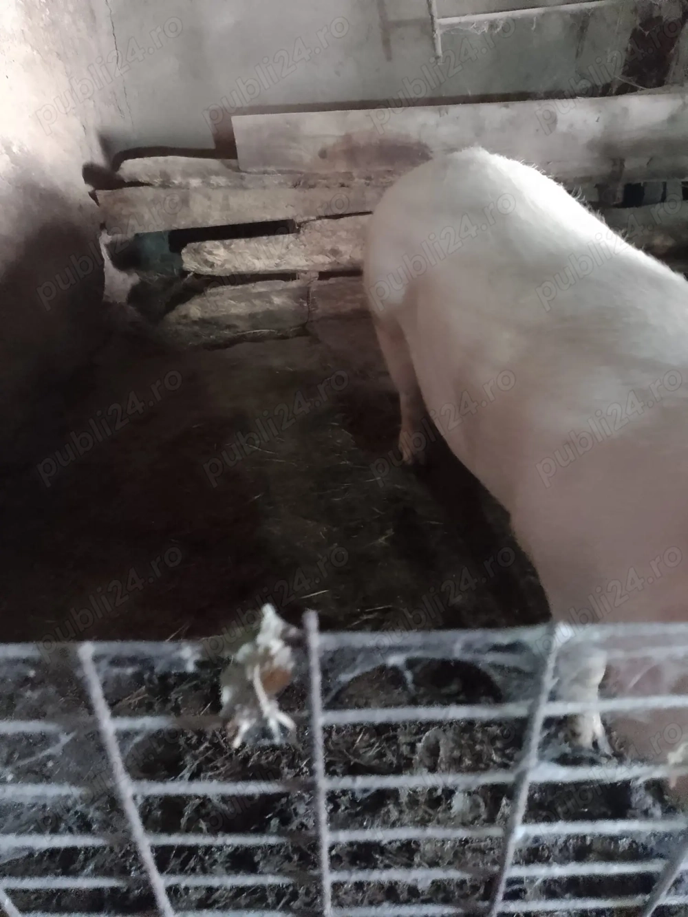 Vand porci pentru taiat Vand porci pentru taiat