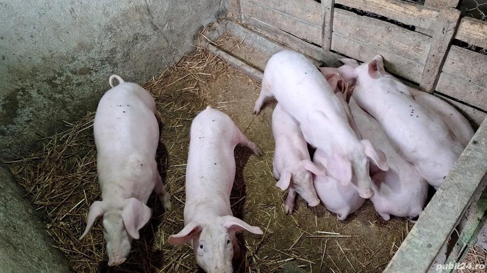 Purcei de vânzare Purcei de vânzare