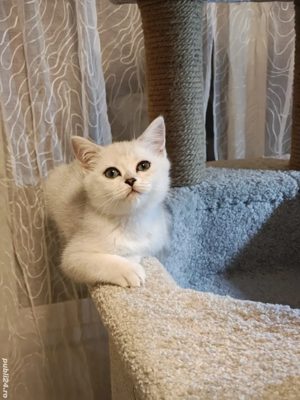 motănel british shorthair silver chinchila 