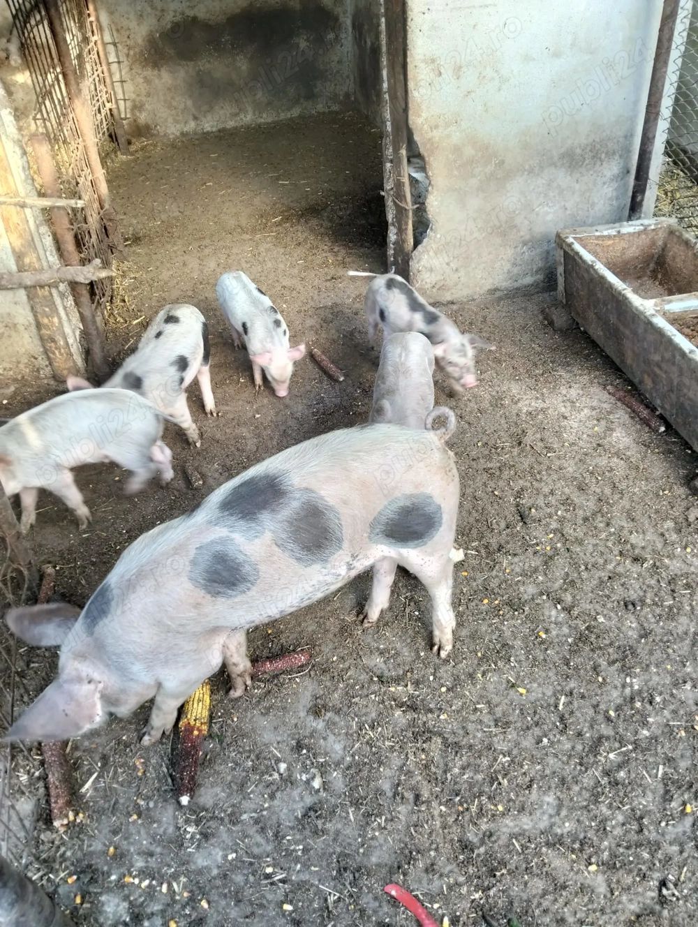 purcei petrain 8 bucati  10kg purcei petrain 8 bucati  10kg