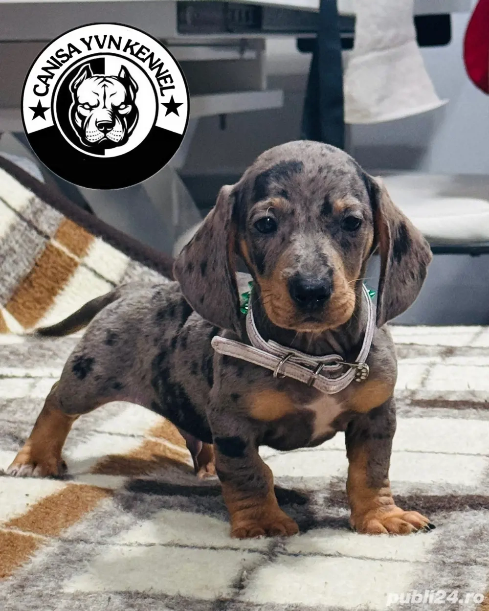 mascul teckel arlequin mascul teckel arlequin