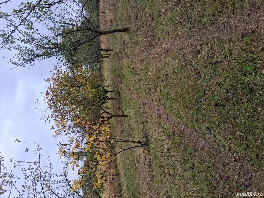 Vând livadă tânără mixtă pe rod 