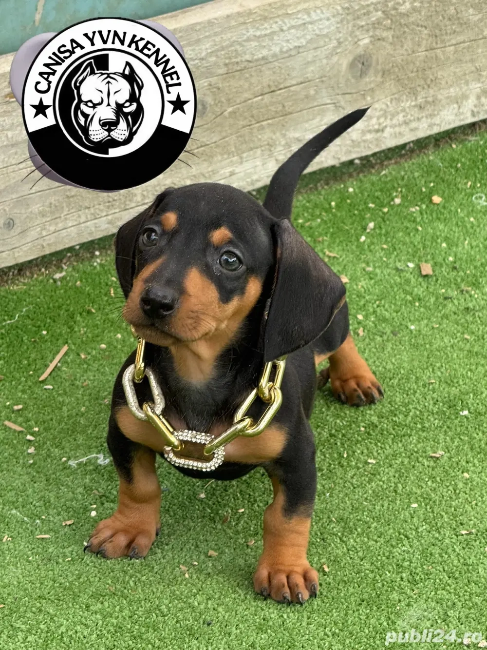 mascul teckel mascul teckel