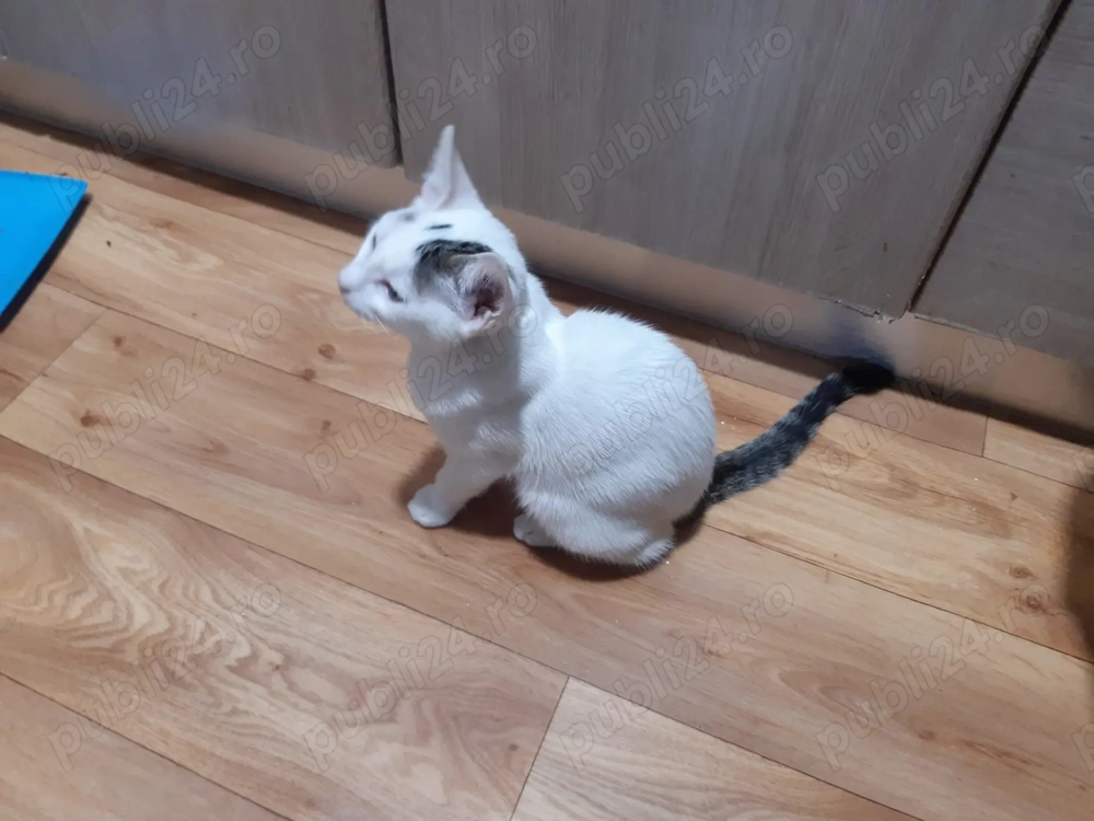 Donez pui pisica Donez pui pisica