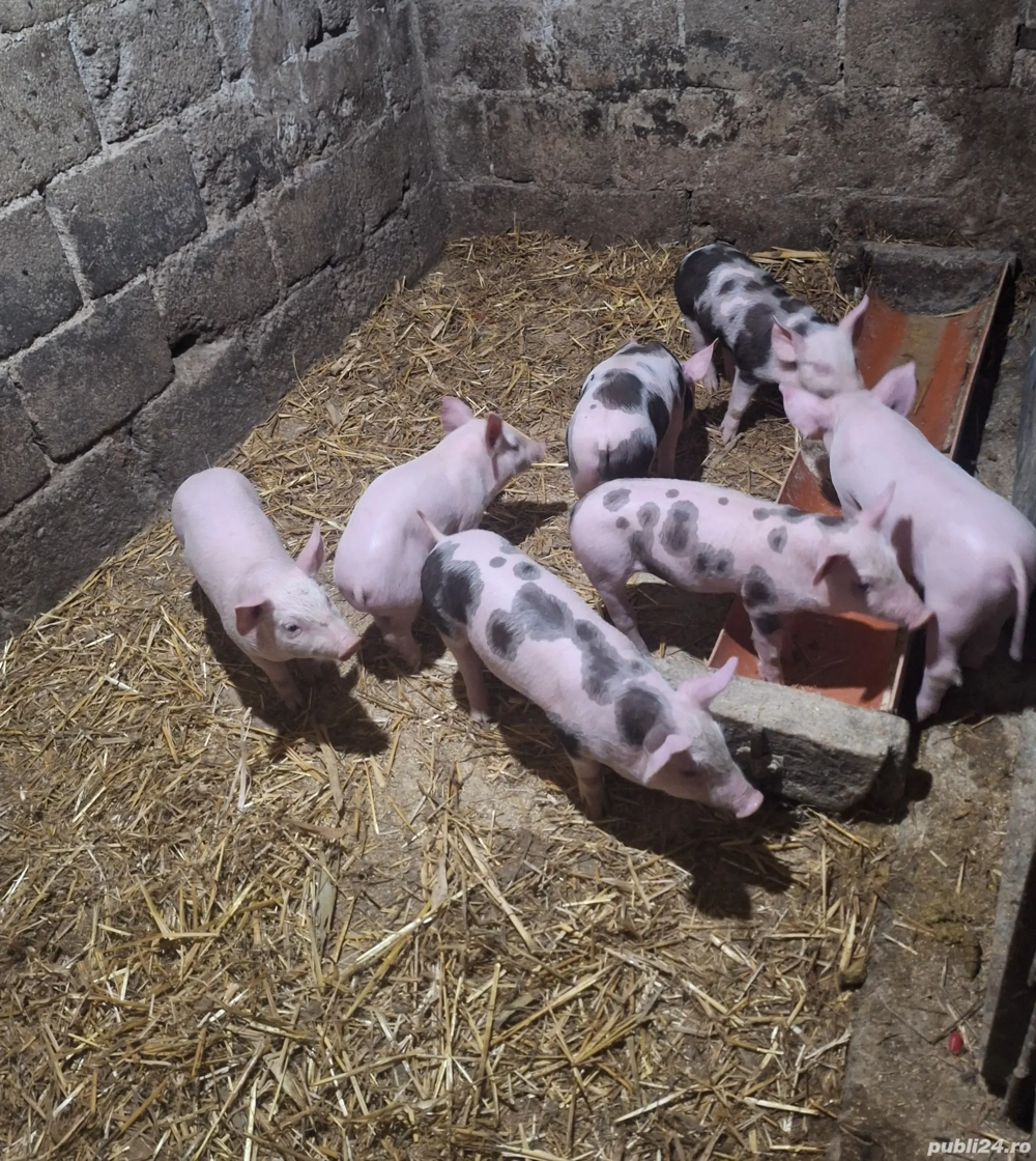 Purcei de vânzare 
