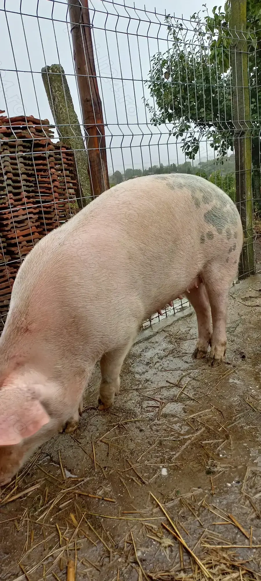 Porci de Țară Crescuti cu Cereale 100 -120 kg Turnu Magurele