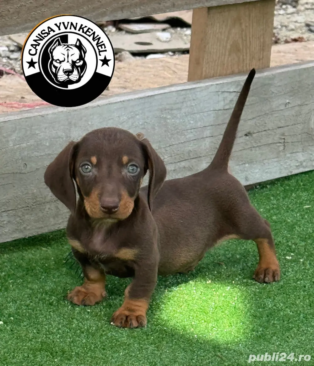 mascul teckel mascul teckel