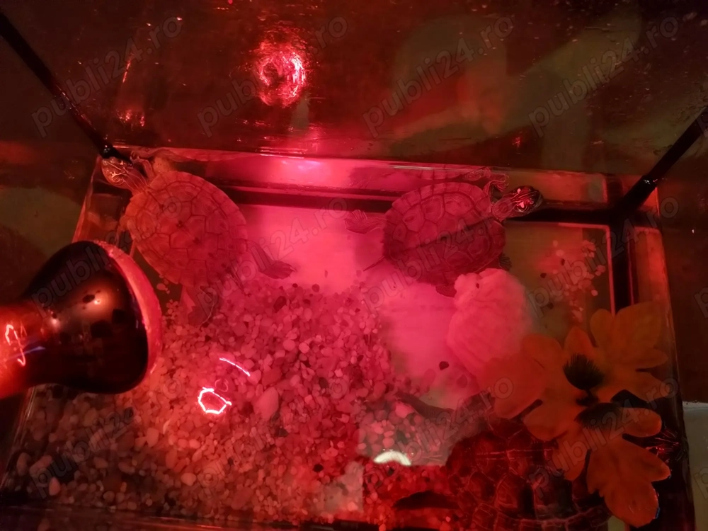 Vând pereche broscuțe testoase Vând pereche broscuțe testoase