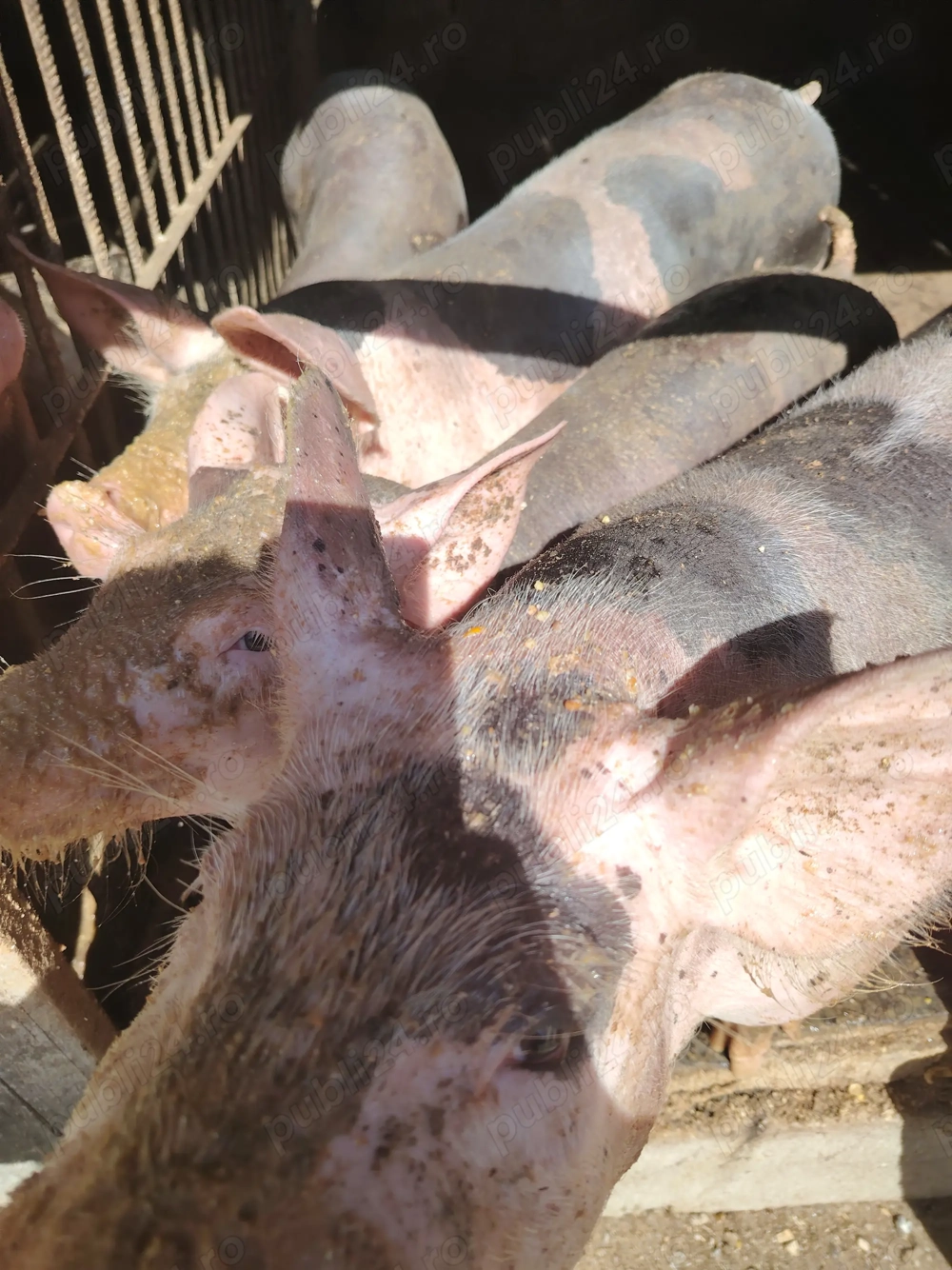 Purcele de vânzare  Purcele de vânzare