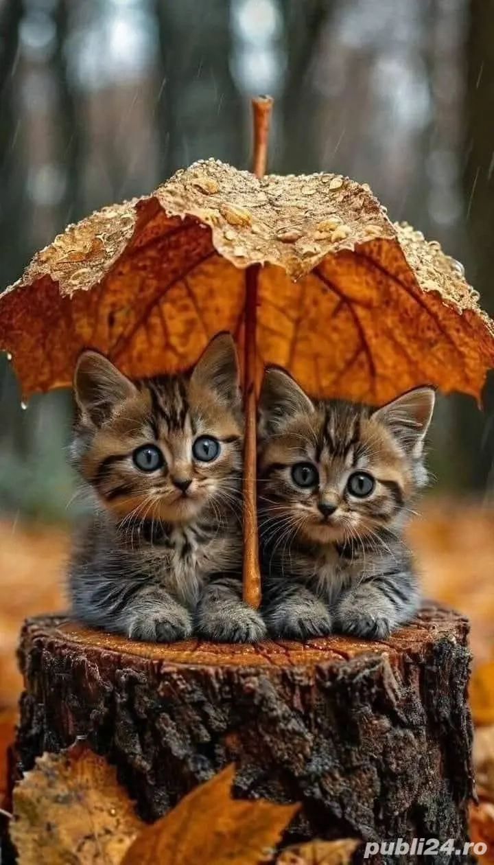 vind apartament 3 camere