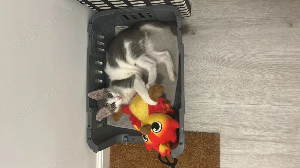 Donez pisic super dragalas Donez pisic super dragalas