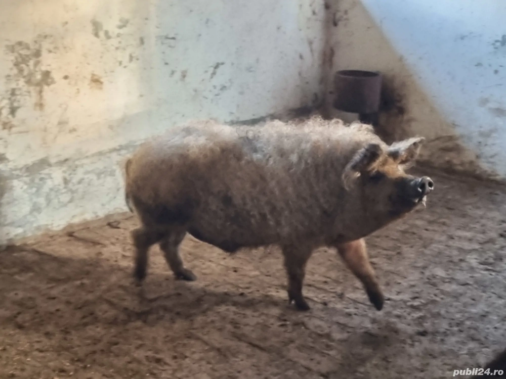 vier mangalita vier mangalita