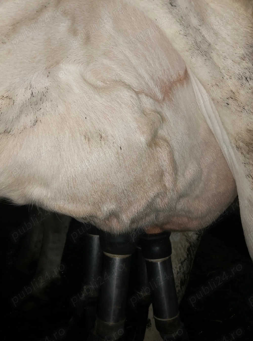 vand vaca foarte  buna de lapte