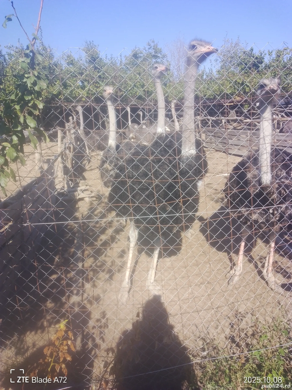 famili strut de vanzare