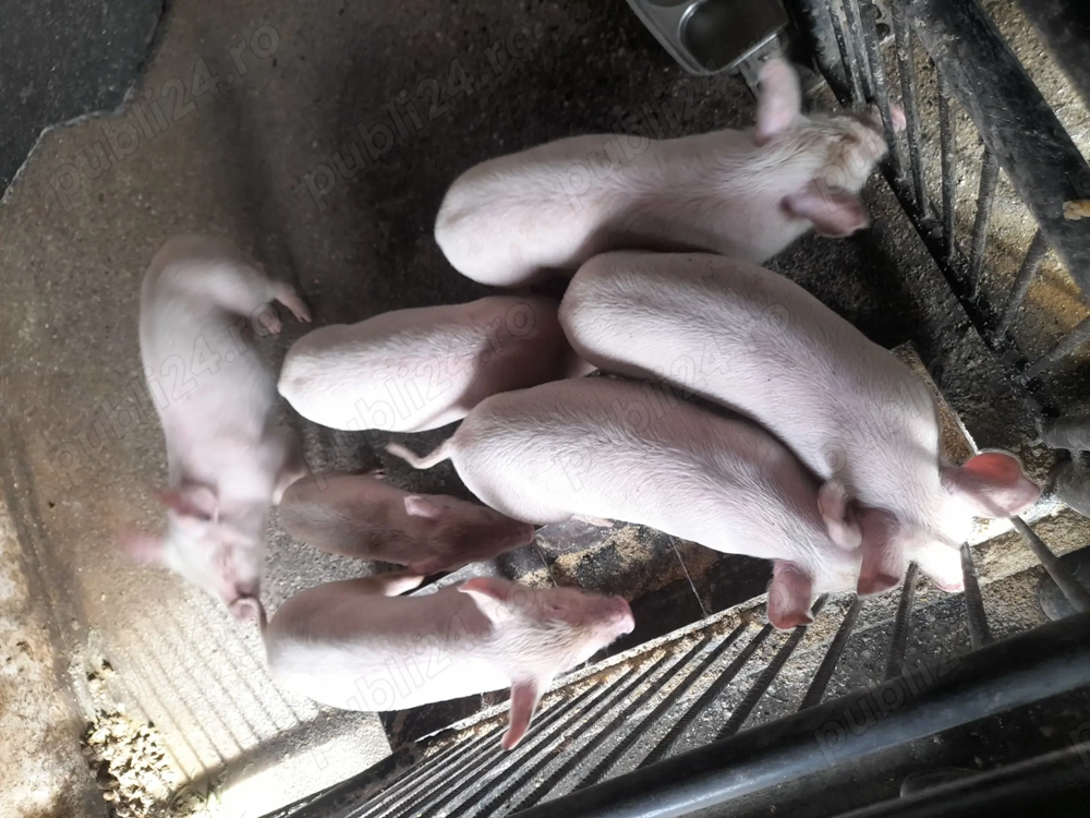 Purcei rasa marele alb 450 lei neg. 