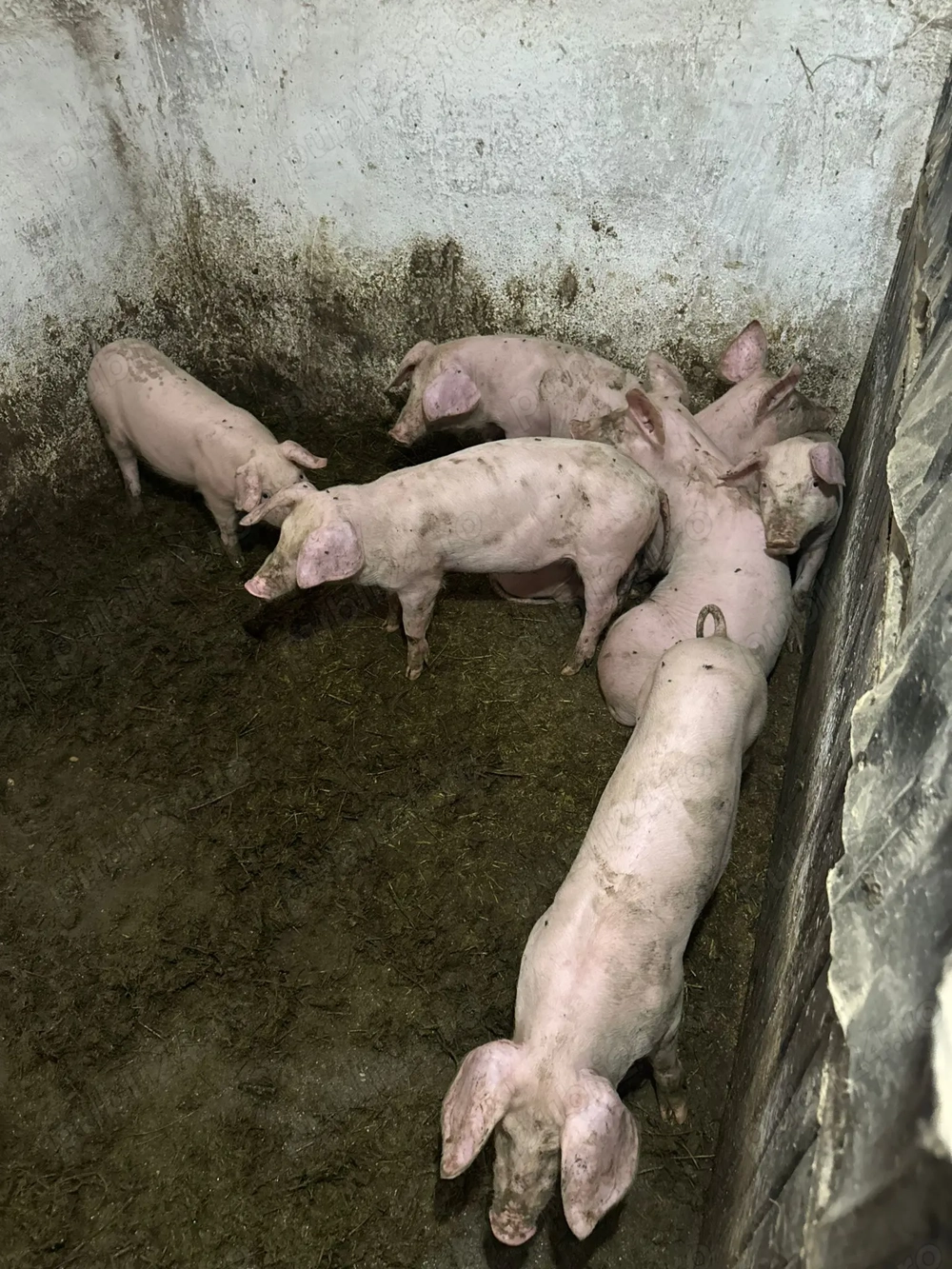 Purcei landrace 3 luni 