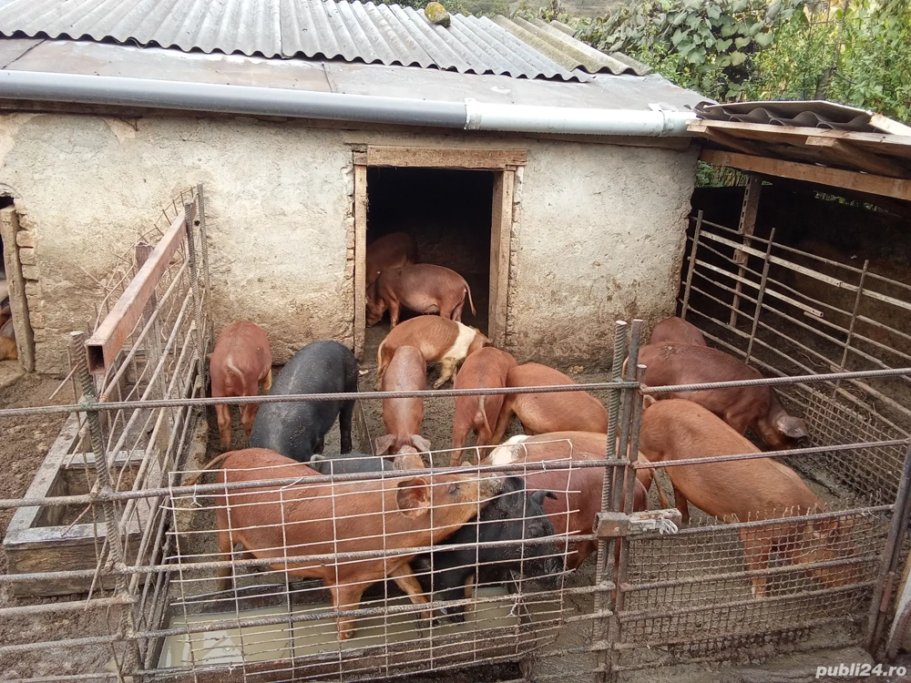 Vând purcei mâncăcioși