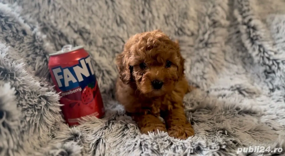 Chaniche toy fetita si mascul !