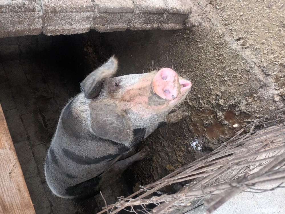 porci de vânzare porci de vânzare