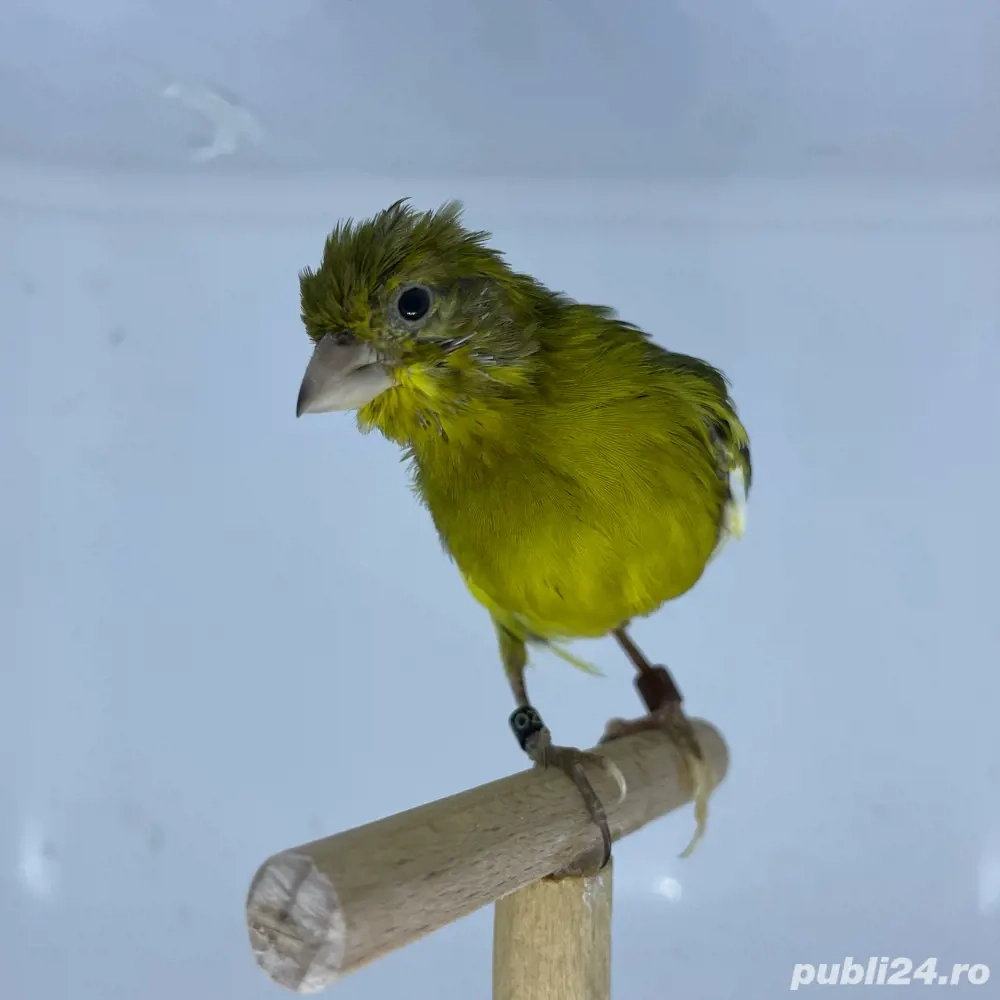 Canari rasa spaniola 2025 Canari rasa spaniola 2025