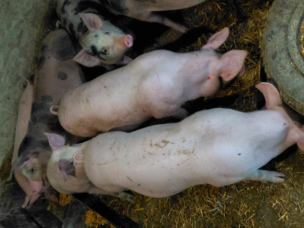 Purcei crescuți cu hrana naturala Purcei crescuți cu hrana naturala