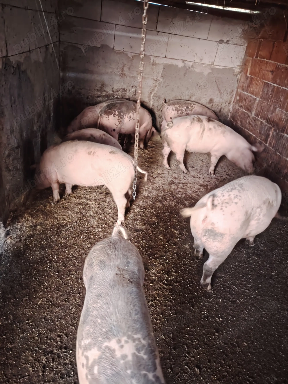 Vind 10 grăsuni marele alb cu petrean