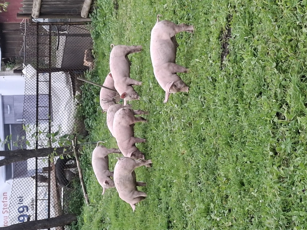 Purcei de vânzare   Purcei de vânzare