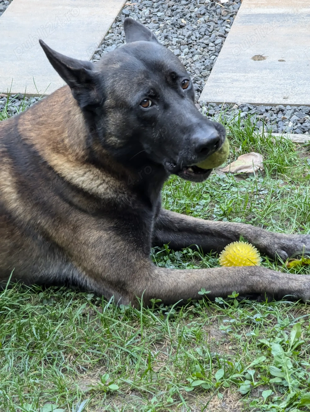 Vand ciobanesc belgian malonois 