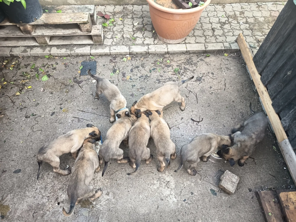 Catei lup belgian malonois 