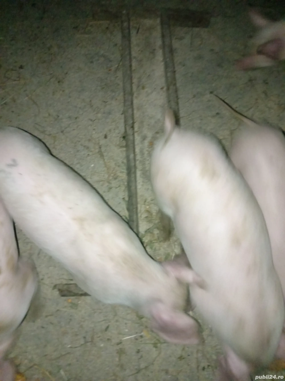 Porci purcei Porci purcei