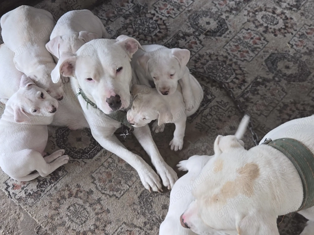 Vând Cățeluși Amstaff