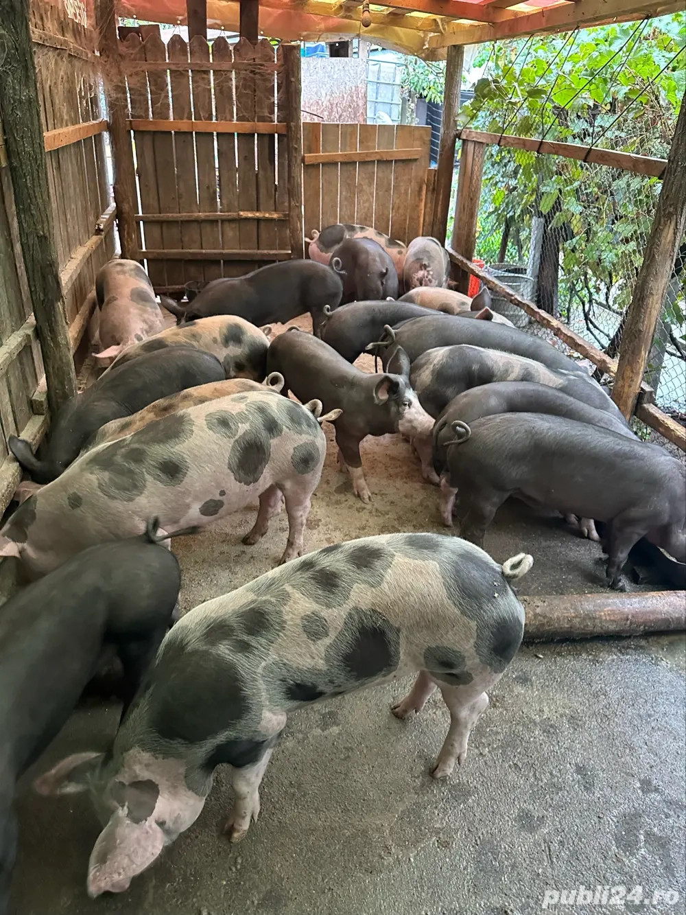 Vand grasuni pietrain