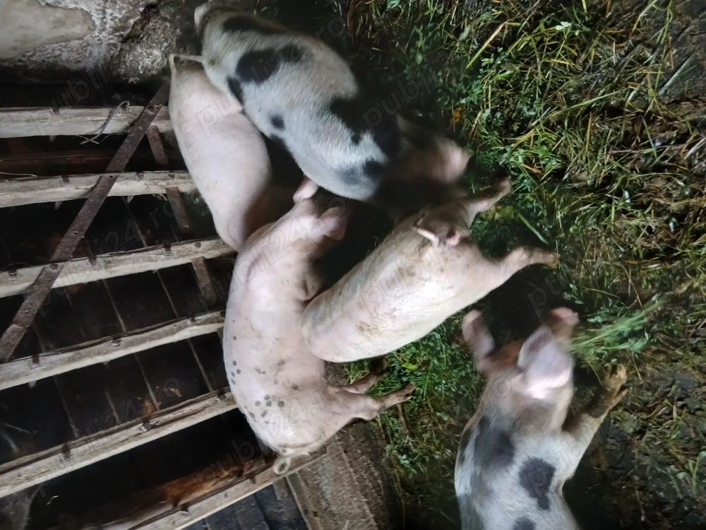 Vînd porci cu o greutate de 30 35 kg Vînd porci cu o greutate de 30 35 kg