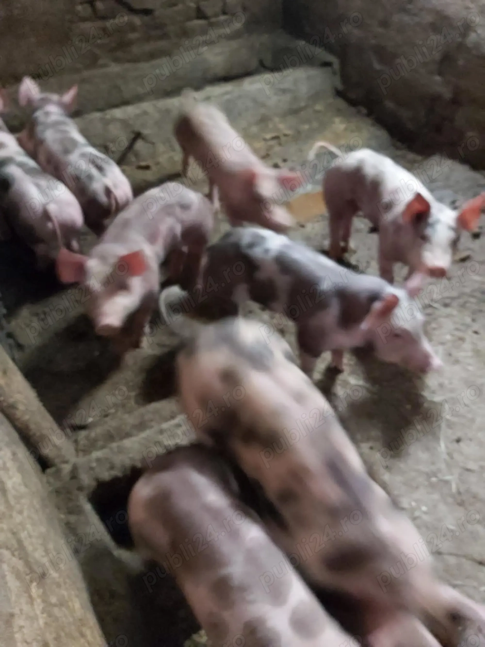 Vând purcei  de carne Vând purcei  de carne