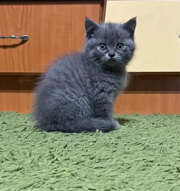 Vând pui de pisică British shorthair!