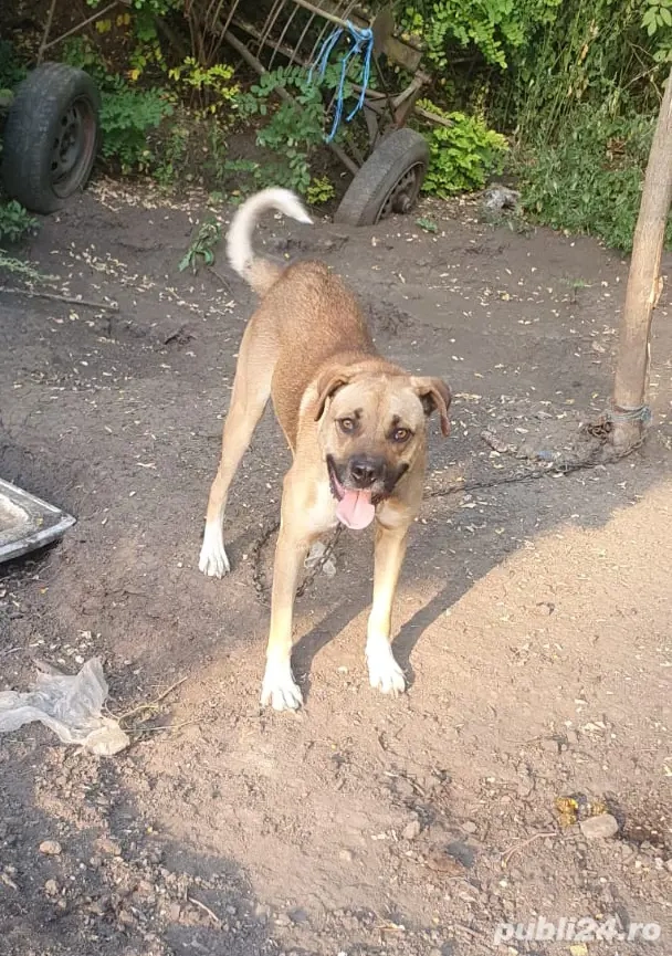 Vand caine  Vand caine