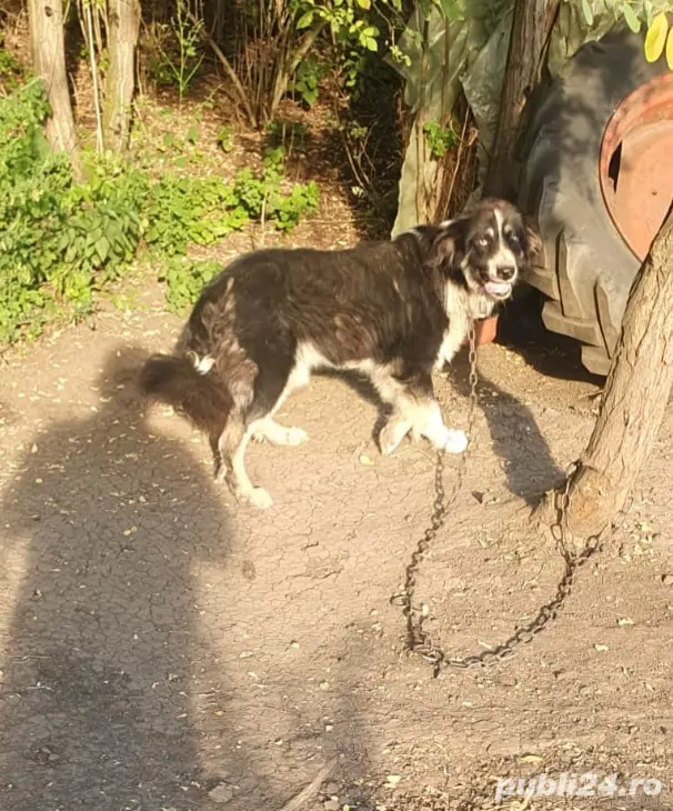 Vand doi caini Vand doi caini