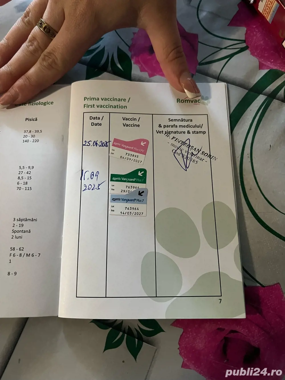 Vand cățel de 5 luni Dobermann