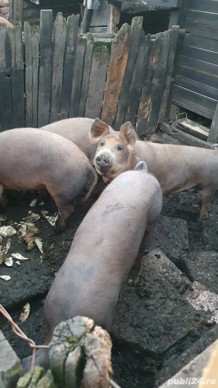 Vand mai multi porci Vand mai multi porci