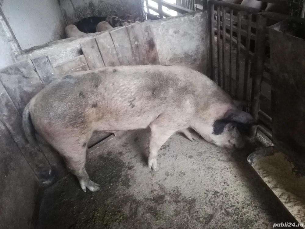 Vand sau schimb vier foarte bun reproducator