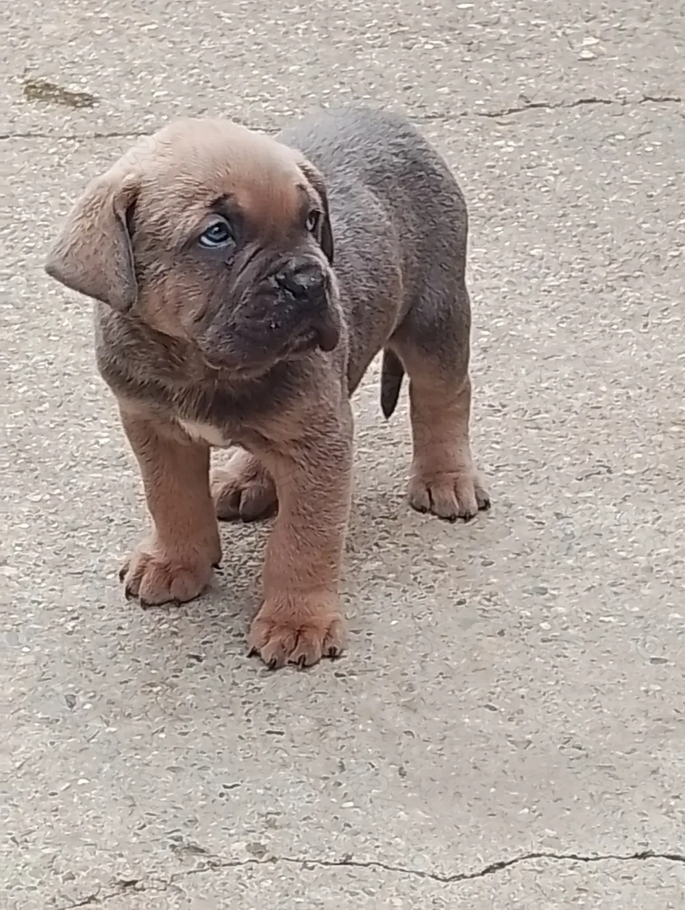 Căței Cane Corso din părinți cu pedigree 